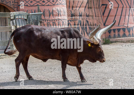 Ankole-Watusi Stier, Brut der inländische Rinder in Zentralafrika mit riesigen Hörnern in Zoo Stockfoto
