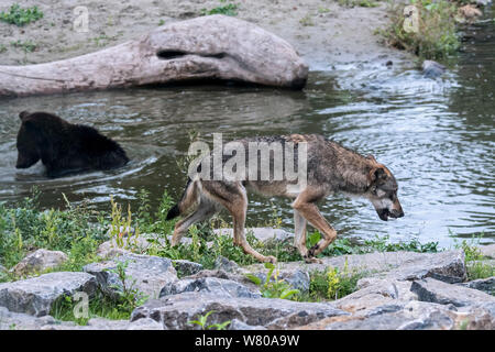 Grauer Wolf/grauer Wolf (Canis lupus) vorbei Braunbär (Ursus arctos) Baden im Fluss Stockfoto