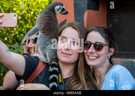 Junge Frau mit Smartphone unter selfie mit Tame Ring-tailed Lemur (Lemur catta) auf der Schulter im Zoo Stockfoto