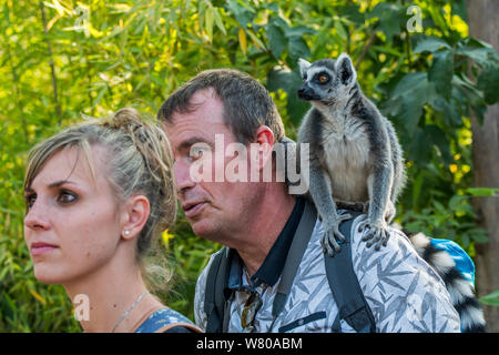 Besucher mit Tame Ring-tailed Lemur (Lemur catta) auf der Schulter im Zoo Stockfoto