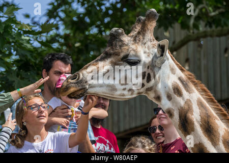 Besucher/Touristen füttern/Streicheln nördlichen Giraffe/drei Hörnern Giraffe (Giraffa Camelopardalis) im Zoo/Tierpark Stockfoto