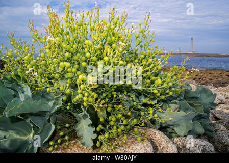 Sea kale/Meer Cole/seakale (Crambe maritima) Nahaufnahme von Samenkapseln/Obst am Strand, Pointe de Barfleur, Manche, Cotentin, Normandie, Frankreich Stockfoto