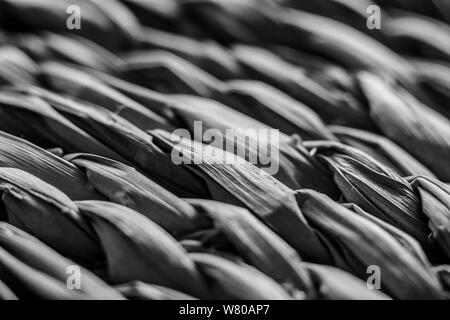 Makro Nahaufnahme auf Gewebe aus Naturstroh Tabelle mat Runde geflochtene für Schwarzweiß-Bild Stockfoto