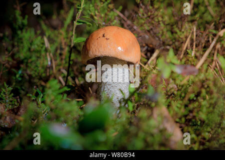 Red-capped scaber Stiel Stockfoto