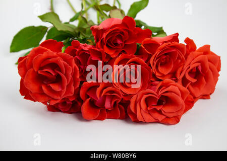 Schöne weisse Rosen Blumen im Garten. Rose Blume Hintergrund. Rosen Blume Textur. Schöne rose Rosen im tropischen Garten. Weiße Rosen auf einem gelben Ba Stockfoto