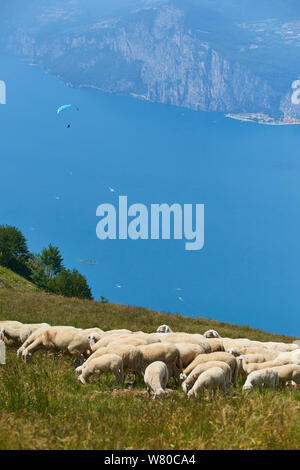 Schafherde auf der Hochebene des Monte Baldo oberhalb des Gardasees (Lago di Garda oder Lago Benaco), Malcesine, Lombardei, Italien. Stockfoto