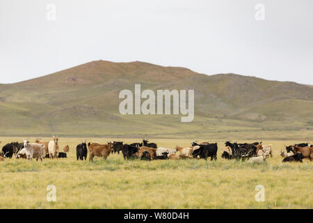 Eine Herde von Kaschmir Ziegen in der mongolischen Steppe. Stockfoto