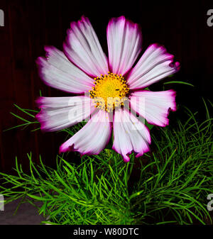 Vintage Cosmea rosa Blüte mit grünen Blättern schließen bis auf schwarzem Hintergrund. Schönen einzelnen Kosmos Blume mit zarten Rosa mit magenta Kanten von Pet Stockfoto