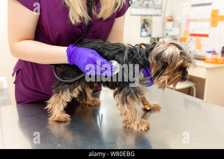 Junge Mädchen die Berufsbildung in der Klinik untersuchen, mit Stethoskop eine Hunderasse Yorkshire Terrier. Stockfoto