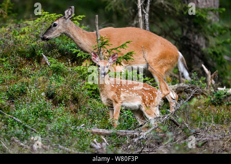 Weißwedelhirsche fawn im Wald mit ihrer Mama. Stockfoto