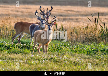 Weißwedelhirsche. "Drei Musketiere mit allen Ohren'. Stockfoto