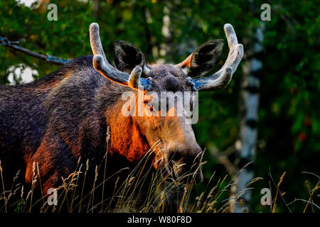 "Böse Elch stier von der dunklen Seite". Stockfoto