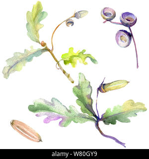 Wald acorn grünes Blatt und Mutter. Aquarell Hintergrund Abbildung. Isolierte eiche Abbildung Element. Stockfoto