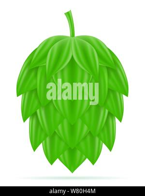 Hopfen reif und grünen Bier Zubereitung Zutat Vector Illustration auf weißem Hintergrund Stock Vektor