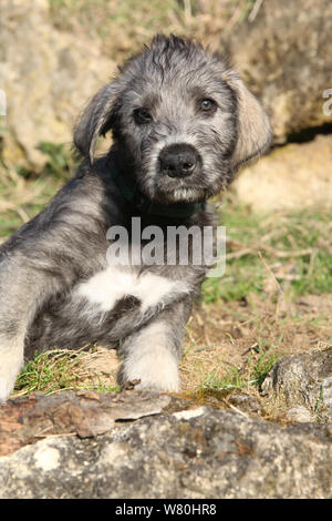 Irish Wolfhound Welpen in der Natur liegend Stockfoto