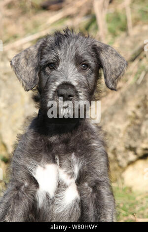 Irish Wolfhound Welpen in der Natur liegend Stockfoto