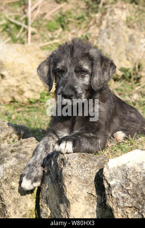 Irish Wolfhound Welpen im Garten im Frühling Stockfoto