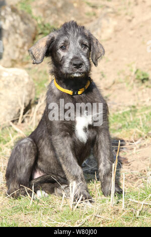 Irish Wolfhound Welpen in der Natur liegend Stockfoto
