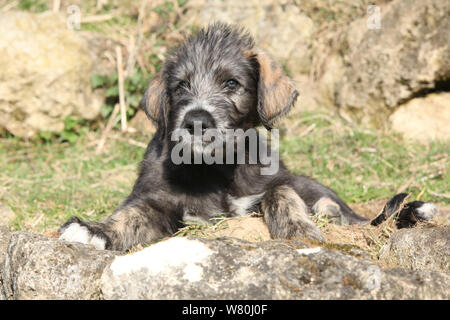 Irish Wolfhound Welpen im Garten im Frühling Stockfoto