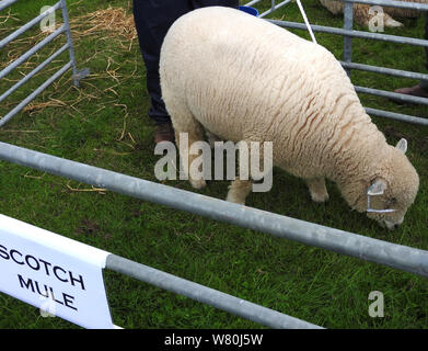 Wigtown Gartenbau- und Geflügel zeigen 2019 - Scotch Maultier Rasse der Schafe Stockfoto