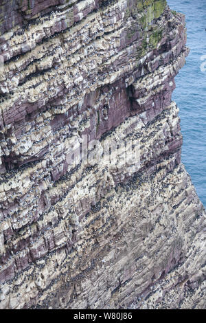 Klippen an der Westküste der Insel bedeckt in Tokoname nistende Vögel, Sutherland, Schottland, UK Stockfoto