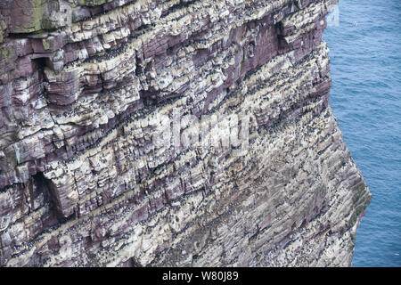 Klippen an der Westküste der Insel bedeckt in Tokoname nistende Vögel, Sutherland, Schottland, UK Stockfoto