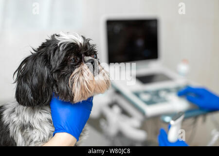 Tierärzte bereiten Hund mit verletzten Auges zu Ultraschall Diagnose. Animal Health Care Concept. Stockfoto