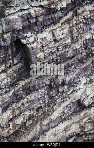 Klippen an der Westküste der Insel bedeckt in Tokoname nistende Vögel, Sutherland, Schottland, UK Stockfoto