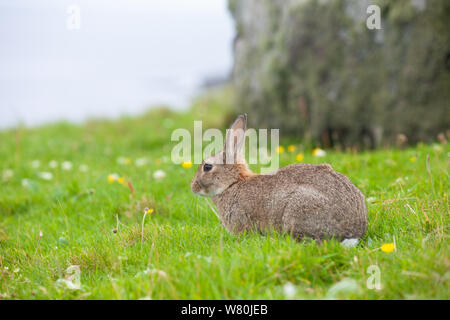 Ein wildes Kaninchen auf der Insel Handa vor der Westküste Schottlands. Stockfoto