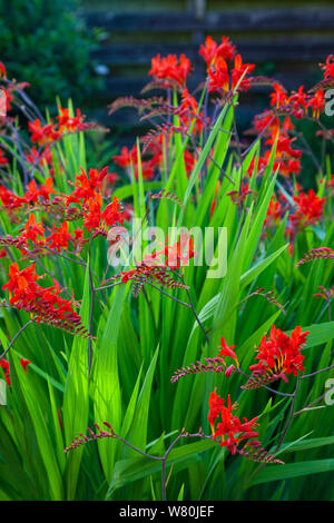 Lebendige und pulsierende rot gefärbten Crocosmia Lucifer Blumen Stockfoto