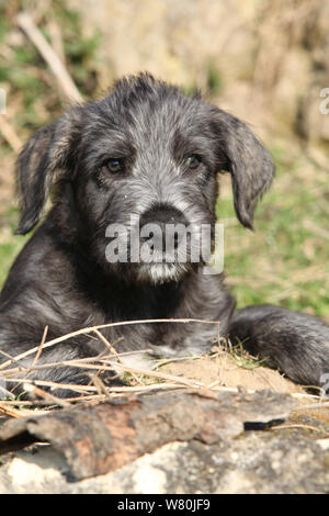 Irish Wolfhound Welpen in der Natur liegend Stockfoto