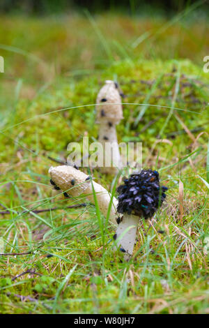 Exemplar des Gemeinen Stinkmorchels Pilz Phallus impudicus in bluebottle abgedeckt in einem Wald in der Nähe von Aberdeen fliegen. Stockfoto