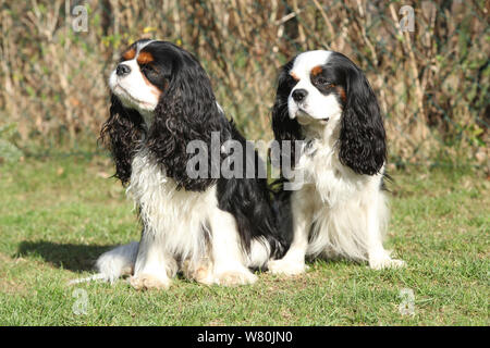 Zwei Cavalier King Charles Spaniels im Garten Stockfoto