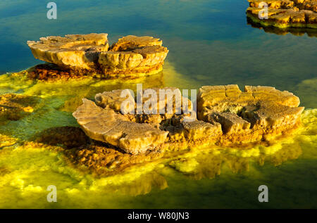 Pilz - wie organische Crackprodukte Felsformationen in einer Säure Sole-pool, geothermische Feld von Dallol, Danakil Depression, Afar Dreieck, Äthiopien Stockfoto