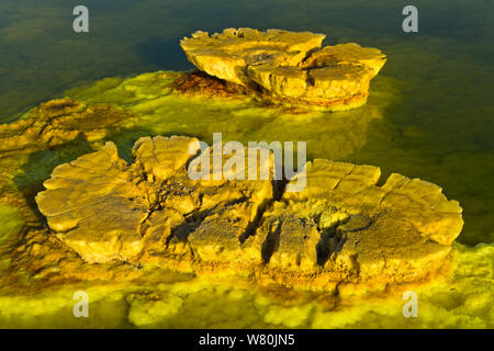 Pilz - wie organische Crackprodukte Felsformationen in einer Säure Sole-pool, geothermische Feld von Dallol, Danakil Depression, Afar Dreieck, Äthiopien Stockfoto