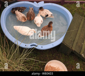 Wigtown Gartenbau- und Geflügel zeigen 2019 Enten in einem Baby Badewanne Stockfoto