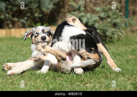 Welpen von Collie Smooth spielen im Garten im Frühjahr Stockfoto