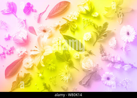 Kreative Gestaltung mit weißen Blumen, Papier Kreis für Copyspace über Regenbogen Farbverlauf Hintergrund. Frühling und Sommer Konzept in trendigen Neon Farben Stockfoto