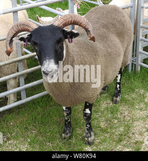 Wigtown Gartenbau- und Geflügel zeigen 2019 - ein Blackface Schaf Stockfoto