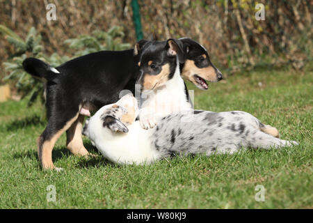 Welpen von Collie Smooth spielen im Garten im Frühjahr Stockfoto