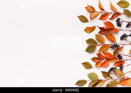 Herbst Zweige von Elder erstellen mit rechteckigem Rahmen für Text auf weißem Stockfoto