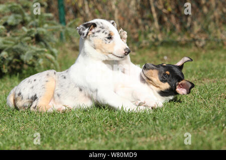 Welpen von Collie Smooth spielen im Garten im Frühjahr Stockfoto