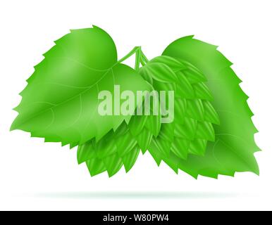 Hopfen reif und grünen Bier Zubereitung Zutat Vector Illustration auf weißem Hintergrund Stock Vektor