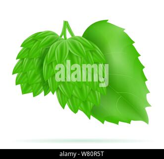 Hopfen reif und grünen Bier Zubereitung Zutat Vector Illustration auf weißem Hintergrund Stock Vektor
