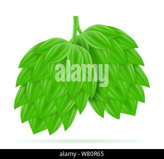 Hopfen reif und grünen Bier Zubereitung Zutat Vector Illustration auf weißem Hintergrund Stock Vektor