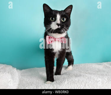 Nette Junge schwarz-weisse Katze trägt Rot-weiß gestreifte Fliege Kostüm Portrait Stehend nach rechts Blau und weißen Hintergrund Suchen Stockfoto