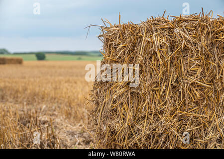 Platz Strohballen liegen auf einem Feld nach der Getreideernte Stockfoto