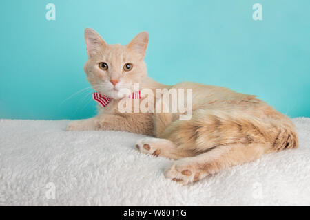Nette Junge Beige Tabby Katze trägt Rot-weiß gestreifte Fliege Kostüm Portrait Liegend Full Body Blau und weißem Hintergrund Stockfoto