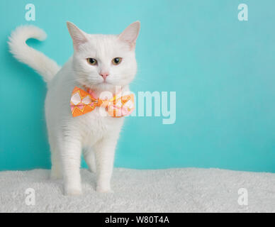 Nette junge weiße Katze tragen Orange Rosa und weissen geometrischen Bow Tie Kostüm Portrait stehend auf der Suche rechts Blau und weißen Hintergrund Stockfoto