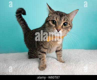 Nette junge gestromte Katze tragen Orange und Gelb Bow Tie Blume Kostüm Porträt große Augen stehenden blauen und weißen Hintergrund Stockfoto